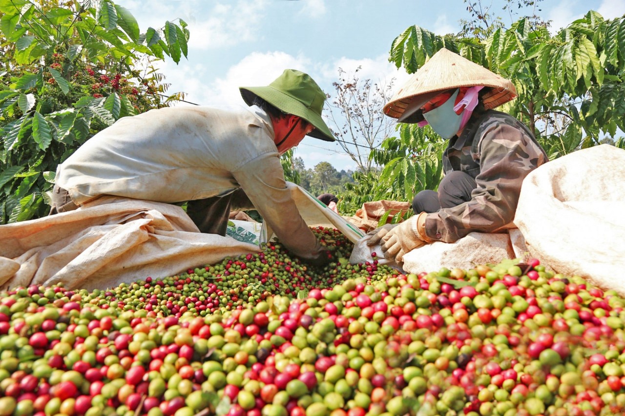 Key products like coffee, rice, cashew, fruit, shrimp, pangasius, and peppercorn significantly boosted export growth. Key products like coffee, rice, cashew, fruit, shrimp, pangasius, and peppercorn significantly boosted export growth.