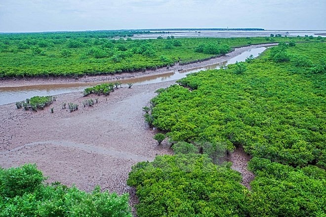 A submerged forest near sea (Photo: VNA) A submerged forest near sea (Photo: VNA)