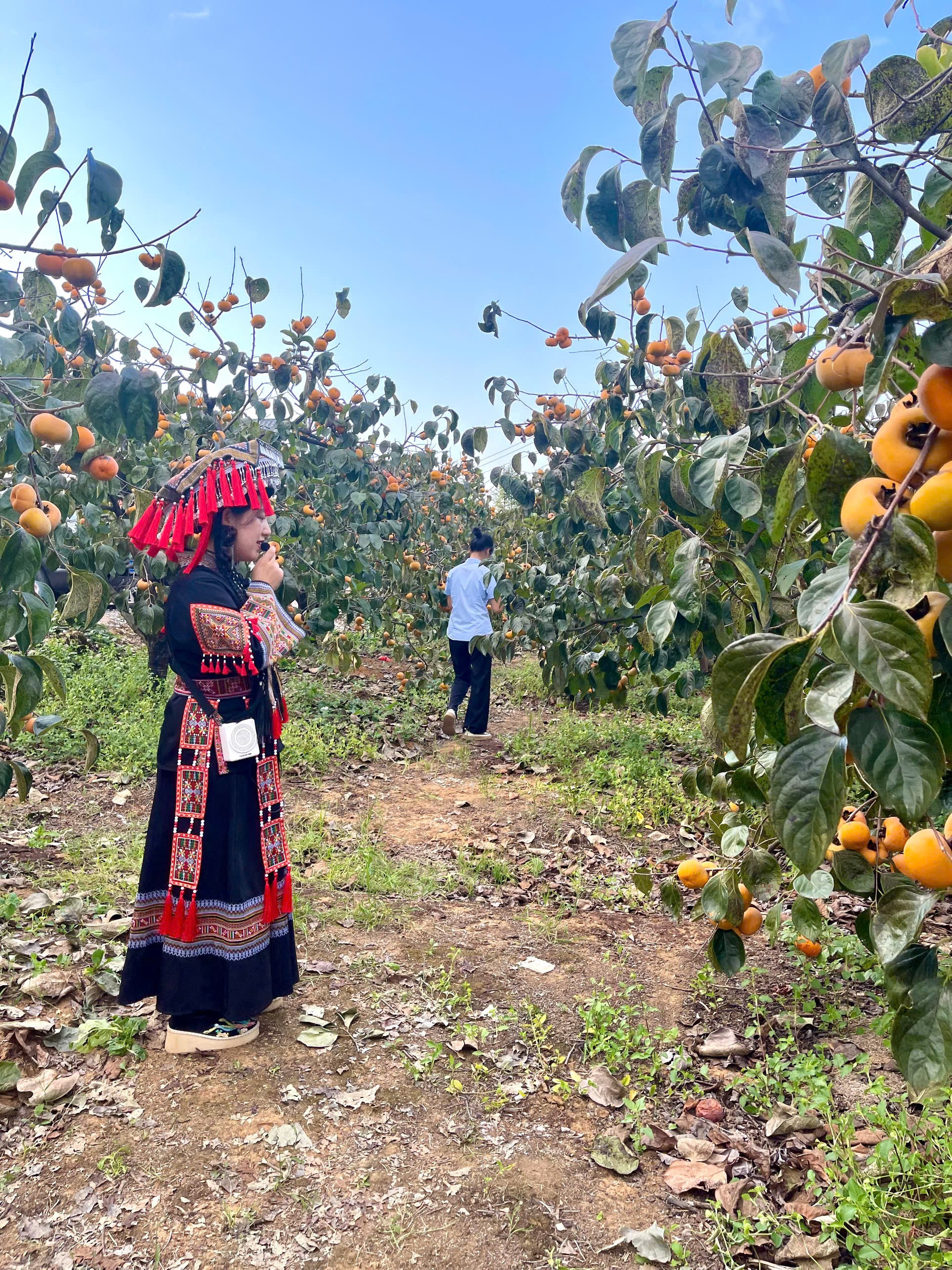 Mùa hồng đẹp như cổ tích tại huyện Cung Thành (Trung Quốc) Mùa hồng đẹp như cổ tích tại huyện Cung Thành (Trung Quốc)