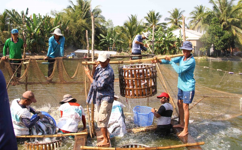 Cá tra Việt Nam kỳ vọng xuất khẩu đạt 2 tỷ USD trong năm 2025 Cá tra Việt Nam kỳ vọng xuất khẩu đạt 2 tỷ USD trong năm 2025