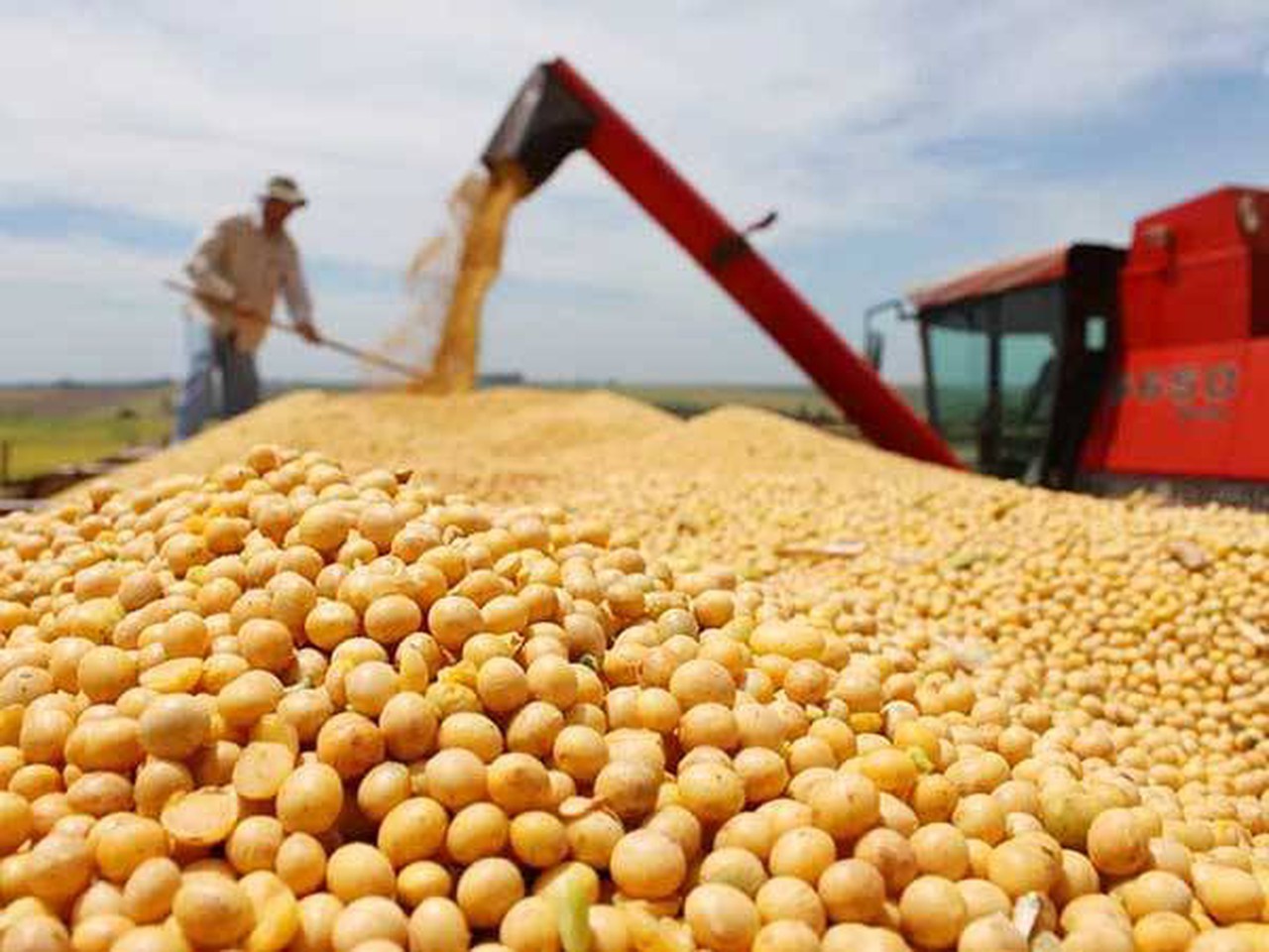 Brazil Is the Largest Supplier of Soybeans to Vietnam