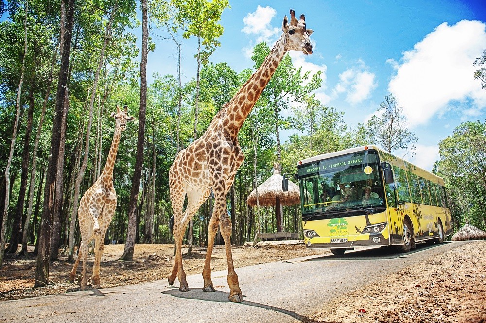 Vinpearl Safari Phú Quốc lọt top đầu vườn thú và thủy cung tại Châu Á Vinpearl Safari Phú Quốc lọt top đầu vườn thú và thủy cung tại Châu Á