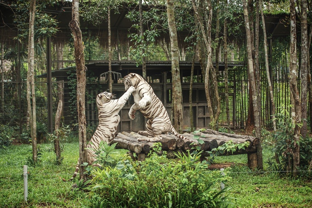 Vinpearl Safari Phú Quốc lọt top đầu vườn thú và thủy cung tại Châu Á Vinpearl Safari Phú Quốc lọt top đầu vườn thú và thủy cung tại Châu Á