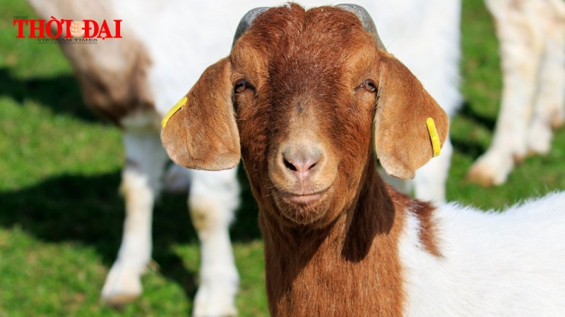 Top con giáp may mắn hôm nay 2/12/2024: Hợi quý nhân soi đường Mùi tài tinh giúp sức