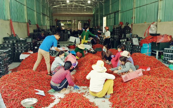 Các thành viên tổ phụ nữ vần đổi công trong mùa thu hoạch trái ớt Các thành viên tổ phụ nữ vần đổi công trong mùa thu hoạch trái ớt