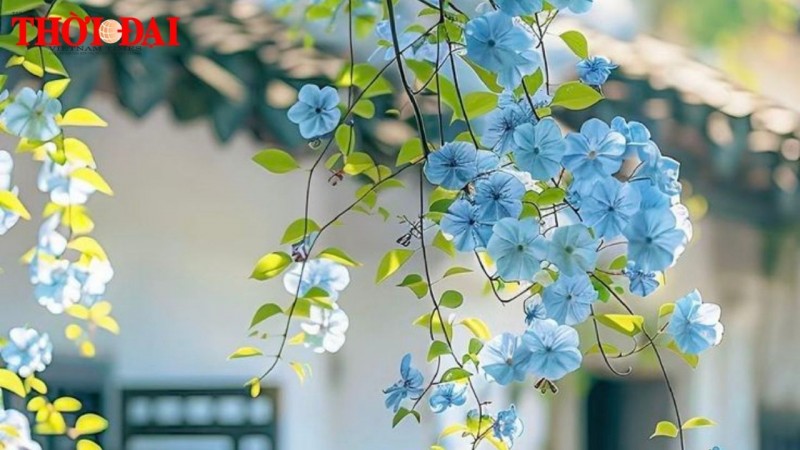 Tử vi hôm nay 12 cung hoàng đạo 11/12/2024: Cự Giải đón nhận nhiều tin vui Tử vi hôm nay 12 cung hoàng đạo 11/12/2024: Cự Giải đón nhận nhiều tin vui