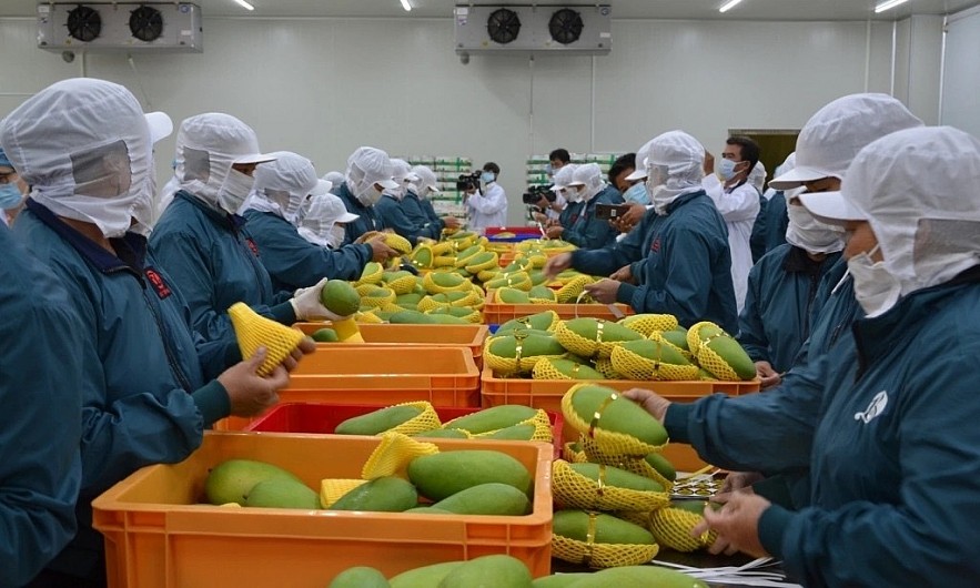 Mango is one of 14 agricultural exports to Chinese market. Mango is one of 14 agricultural exports to Chinese market.