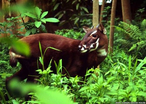 Sao la tại Khu bảo tồn sao la Thừa Thiên – Huế – nguồn: http://www.vtr.org.vn/ Sao la tại Khu bảo tồn sao la Thừa Thiên – Huế – nguồn: http://www.vtr.org.vn/