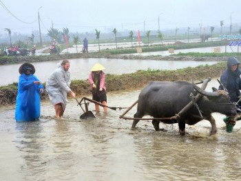 Khách Tây đội mưa, kéo trâu đi cày cùng nông dân Hội An