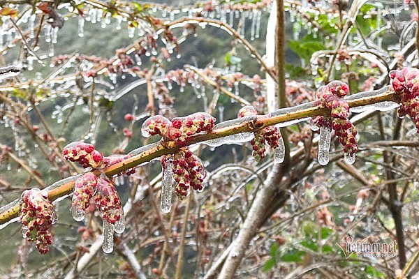 Northern Vietnam may experience frost and icy conditions in mid-January. (Illustrative photo: D.B.) Northern Vietnam may experience frost and icy conditions in mid-January. (Illustrative photo: D.B.)