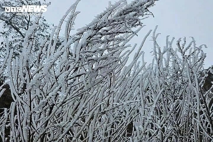 The sharp drop in temperatures in some highland areas has caused a thick layer of frost to form on the summit of Lao Than Mountain in Lao Cai province, covering the vegetation and the mountainous landscape. The sharp drop in temperatures in some highland areas has caused a thick layer of frost to form on the summit of Lao Than Mountain in Lao Cai province, covering the vegetation and the mountainous landscape.