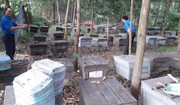 WVI hỗ trợ đồng bào dân tộc thiểu số tại huyện Thường Xuân (Thanh Hóa) nâng cao chuỗi giá trị WVI hỗ trợ đồng bào dân tộc thiểu số tại huyện Thường Xuân (Thanh Hóa) nâng cao chuỗi giá trị