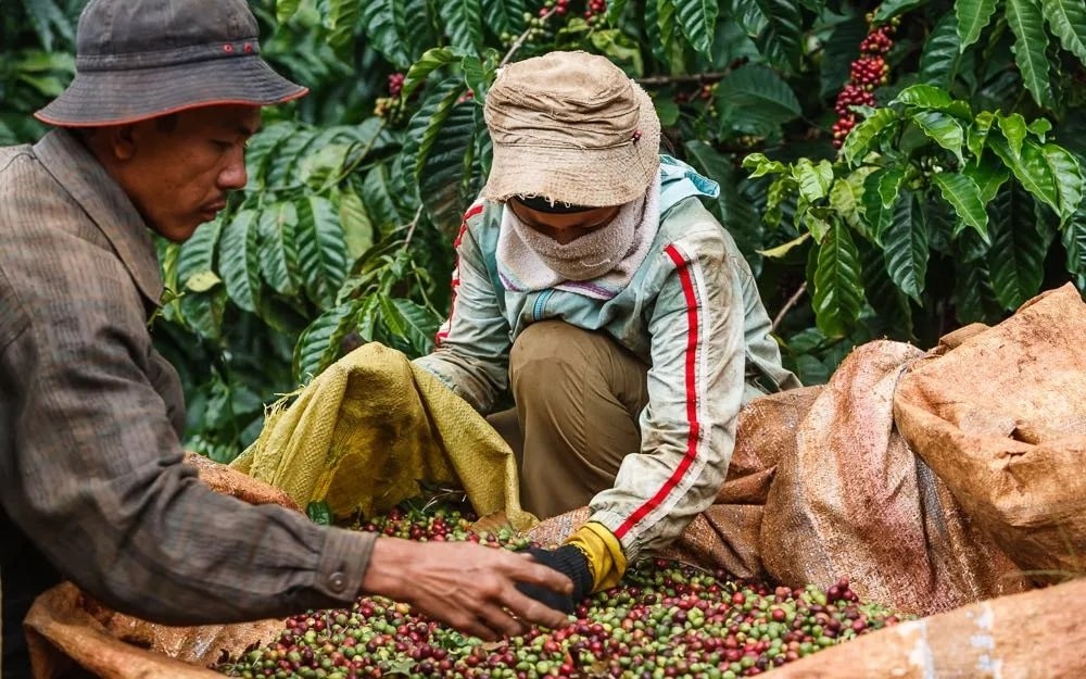 Vietnam’s Coffee Exports Reach Nearly 800 Million USD In January Vietnam’s Coffee Exports Reach Nearly 800 Million USD In January