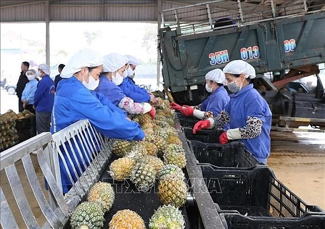 Workers process pineapples for export at a factory in the northern province of Ninh Binh. (Photo: VNA) Workers process pineapples for export at a factory in the northern province of Ninh Binh. (Photo: VNA)