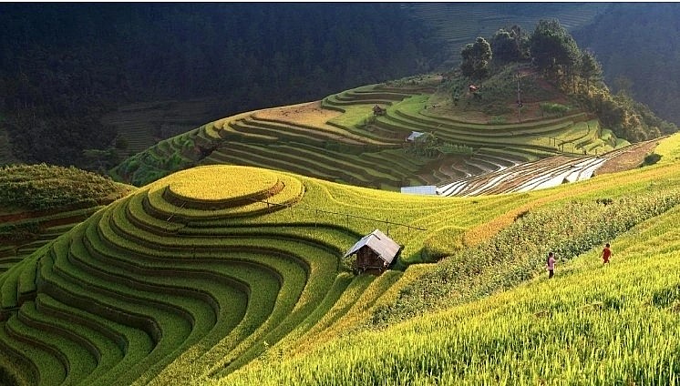 Hoang Su Phi terraced fields in Ha Giang (Photo: Internet) Hoang Su Phi terraced fields in Ha Giang (Photo: Internet)