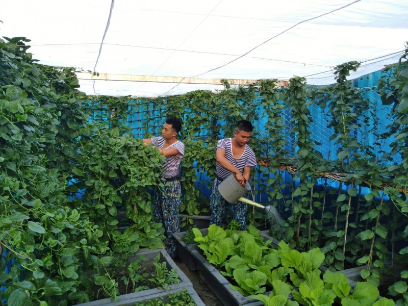 Gần 90.000 cây xanh được trồng trên quần đảo Trường Sa Gần 90.000 cây xanh được trồng trên quần đảo Trường Sa
