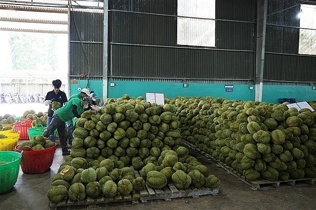 Farmers in the Central Highlands province of Dak Lak collect and prepare durians for export. (Photo: VNA) Farmers in the Central Highlands province of Dak Lak collect and prepare durians for export. (Photo: VNA)