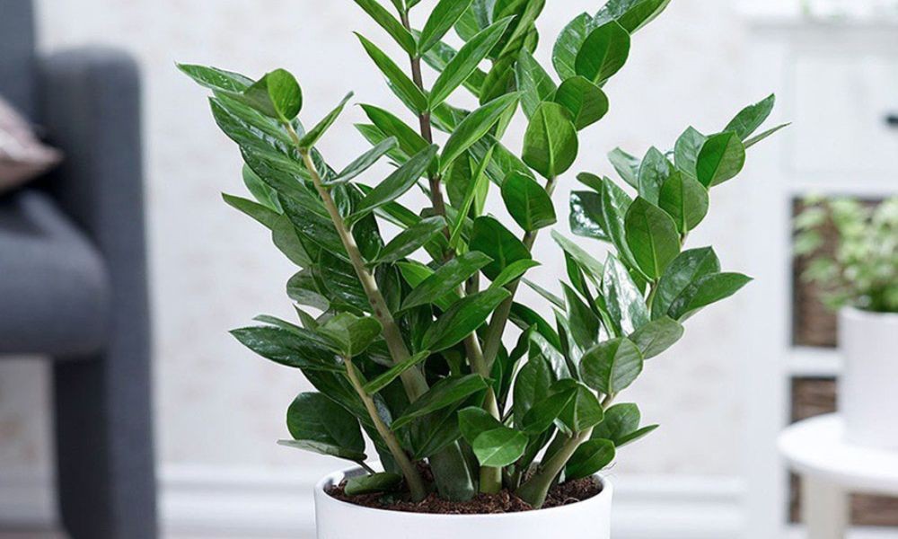 Mẹo phong thủy nhà ở giúp gia chủ may mắn, thu hút tài lộc Mẹo phong thủy nhà ở giúp gia chủ may mắn, thu hút tài lộc