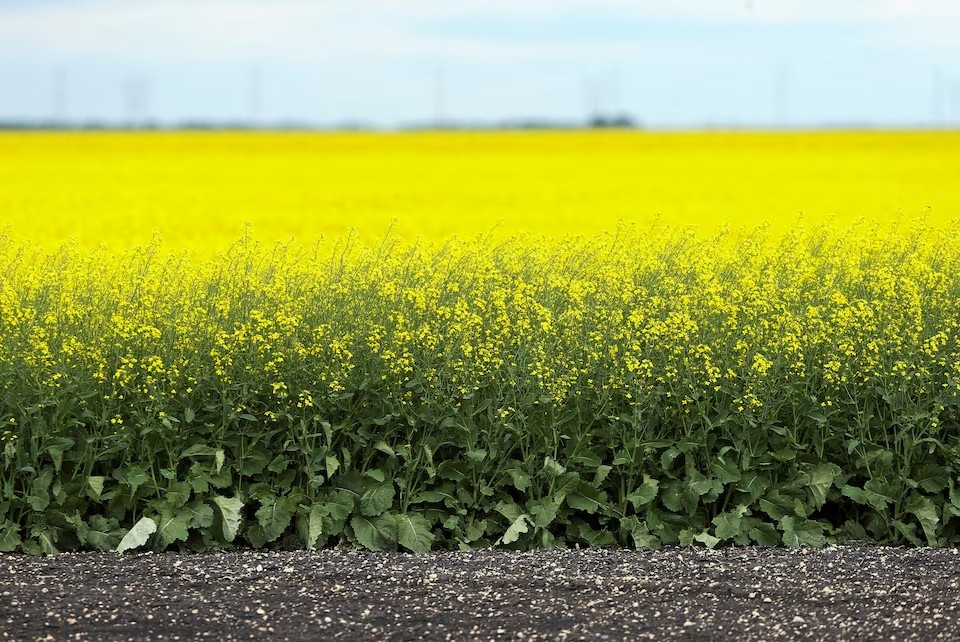 Hoa cải dầu nở trên cánh đồng nông trại gần La Salle, Manitoba, Canada,