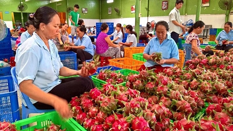 Vietnamese fruits have many opportunities for export to the Northern European market. Vietnamese fruits have many opportunities for export to the Northern European market.