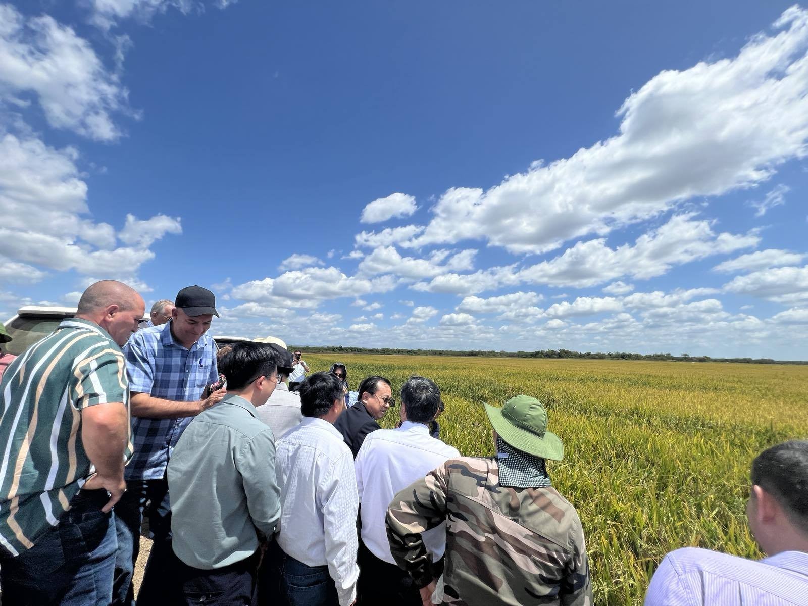 Đoàn công tác thăm dự án trồng lúa Agri VMA tại huyện Los Palacios, tỉnh Pinar del Río