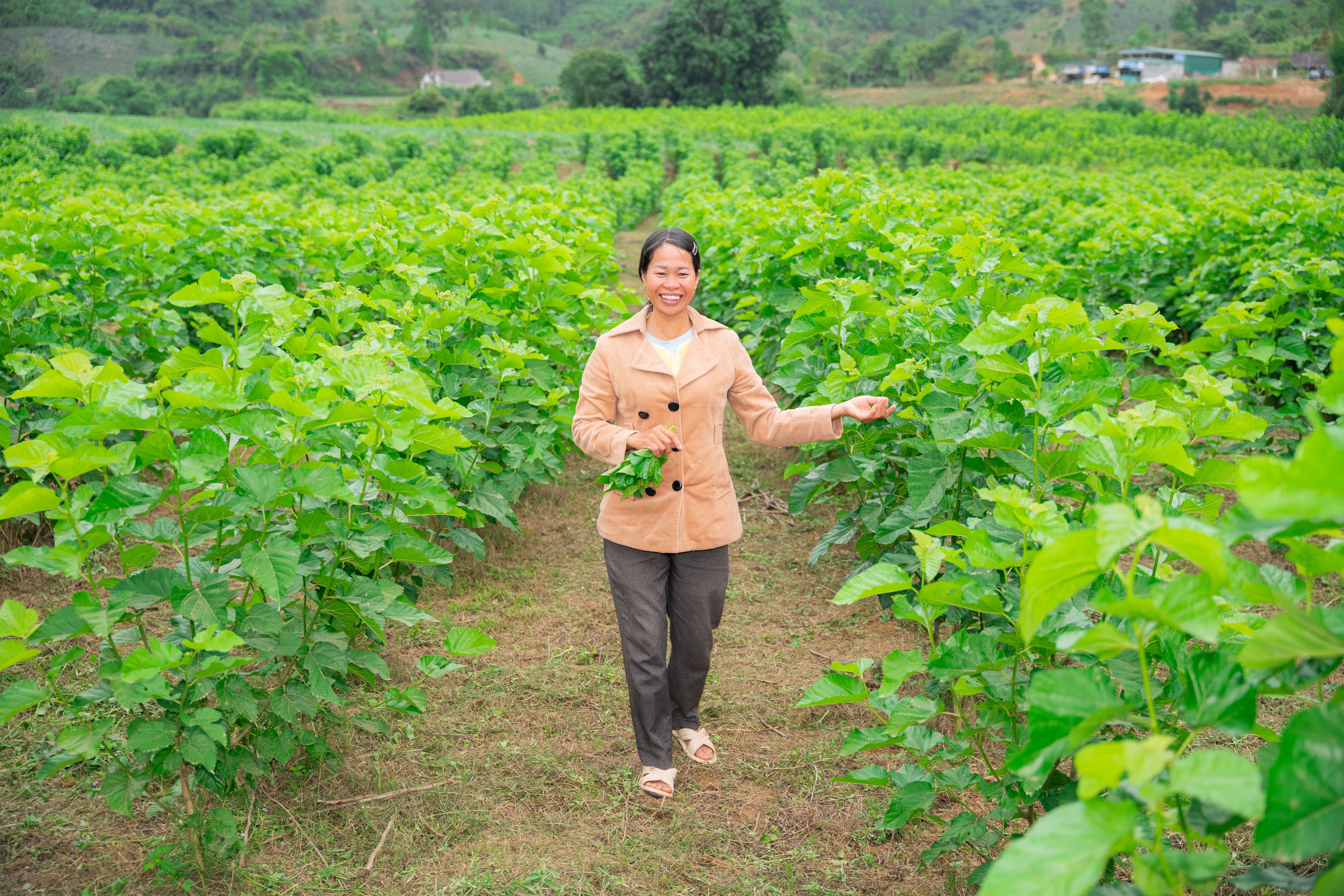 Hỗ trợ sinh kế cho người nông dân tại khu vực Tây Nguyên