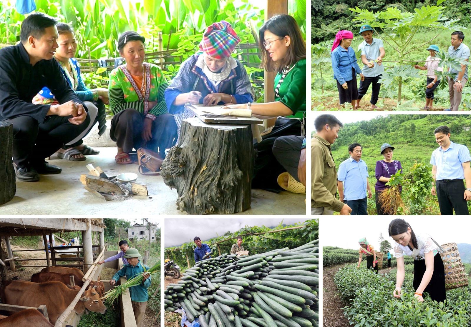 50 năm đất nước nở hoa 50 năm đất nước nở hoa