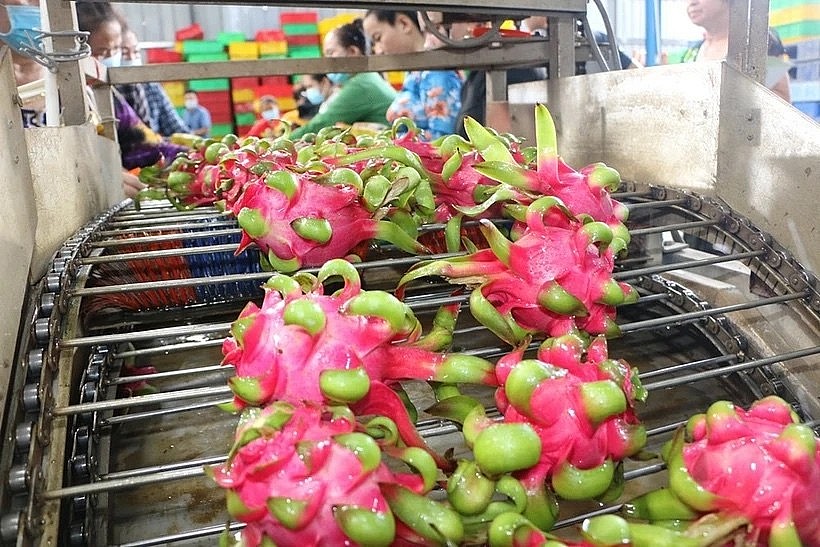 Processing dragon fruit for exports (Photo: VNA) Processing dragon fruit for exports (Photo: VNA)