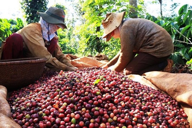 Lộ diện 'ngôi sao' sáng nhất của nông sản Việt Nam