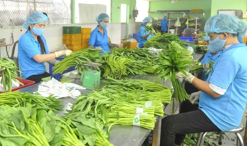 Chuẩn hóa chất lượng để giữ đà tăng trưởng ngành sản xuất rau xanh