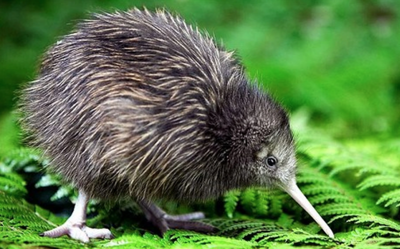 Những lý do bạn nên đến du lịch New Zealand Những lý do bạn nên đến du lịch New Zealand
