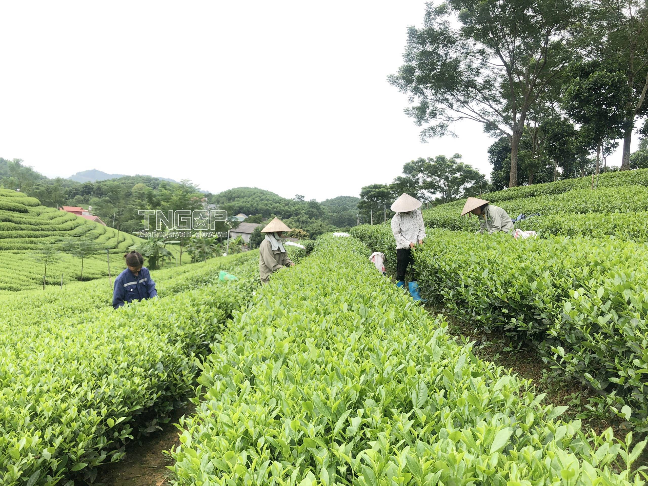 Người dân thị trấn Sông Cầu chăm sóc và thu hái trên diện tích chè nguyên liệu. (Anhr Người dân thị trấn Sông Cầu chăm sóc và thu hái trên diện tích chè nguyên liệu. (Anhr