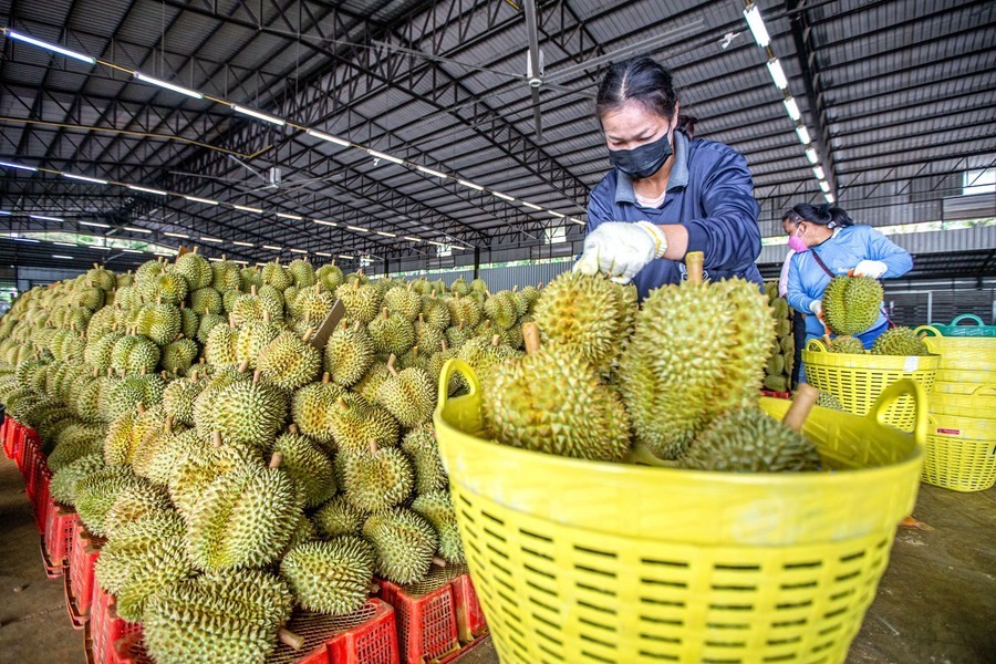 Trung Quốc phê duyệt thêm gần 1.000 mã số vùng trồng và cơ sở đóng gói sầu riêng Việt Nam Trung Quốc phê duyệt thêm gần 1.000 mã số vùng trồng và cơ sở đóng gói sầu riêng Việt Nam