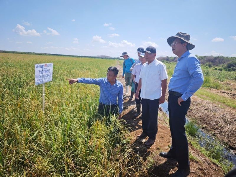 Hợp tác lúa gạo Việt Nam-Cuba: Gieo mồ hôi, gặt mùa vàng Hợp tác lúa gạo Việt Nam-Cuba: Gieo mồ hôi, gặt mùa vàng