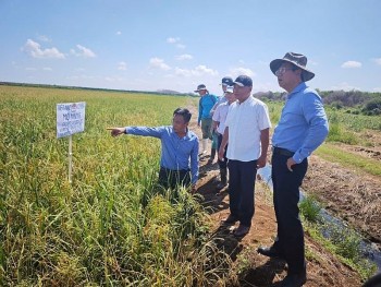Hợp tác sản xuất lúa gạo: Biểu tượng sống động của quan hệ hữu nghị Việt Nam – Cuba