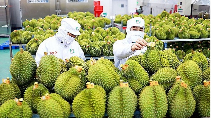 Ảnh minh hoạ: Sầu riêng Việt Nam là mặt hàng được ưa chuộng tại Trung Quốc (Nguồn: Internet) Ảnh minh hoạ: Sầu riêng Việt Nam là mặt hàng được ưa chuộng tại Trung Quốc (Nguồn: Internet)