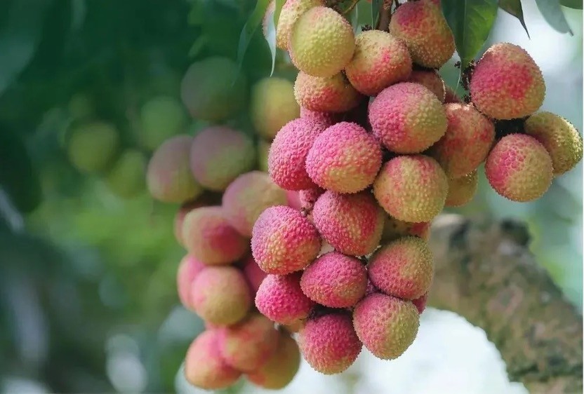 Vải Trung Quốc đón Vải Trung Quốc đón