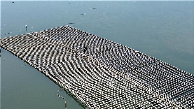 Local fishermen check and reinforce aquaculture rafts in Ha An ward, Quang Ninh province (Photo: VNA) Local fishermen check and reinforce aquaculture rafts in Ha An ward, Quang Ninh province (Photo: VNA)