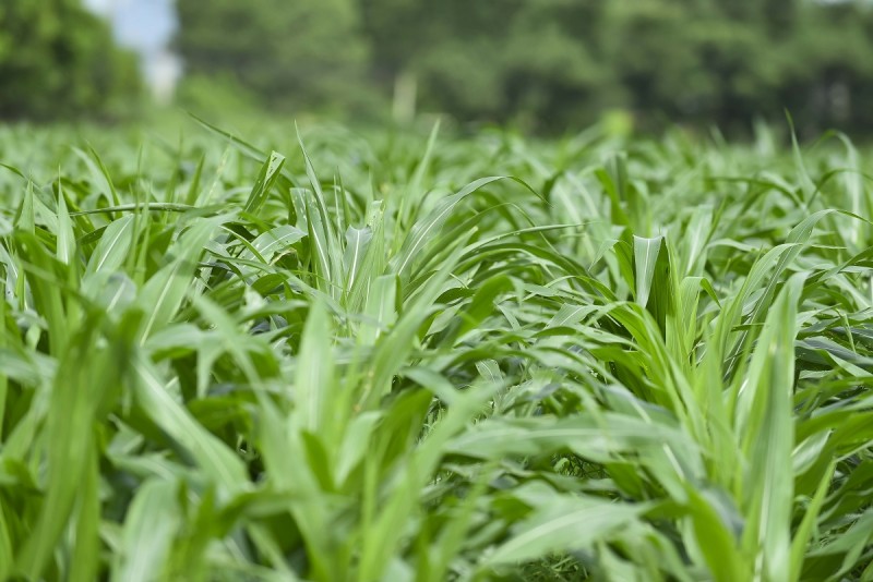 Ảnh: Quang Định Ảnh: Quang Định