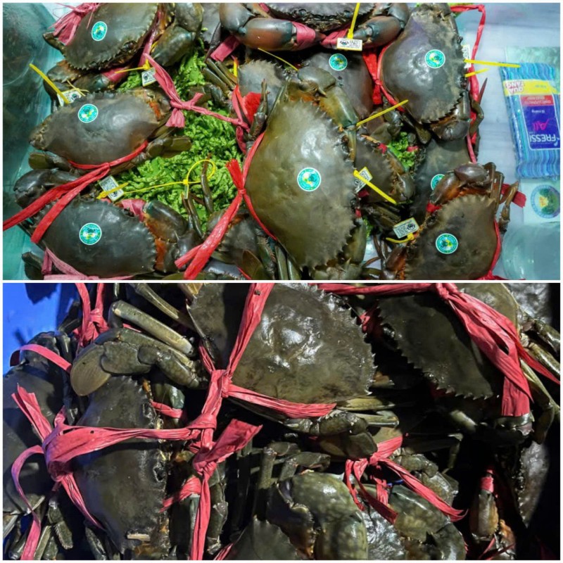 Cà Mau đang hiện thực hóa mục tiêu trở thành Trung tâm cua lớn nhất cả nước Cà Mau đang hiện thực hóa mục tiêu trở thành Trung tâm cua lớn nhất cả nước
