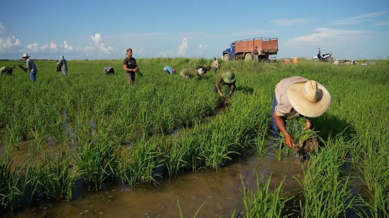 Việt Nam - Cuba: Từ hạt lúa CT16 đến biểu tượng tình hữu nghị Từ hạt lúa CT16 đến biểu tượng tình hữu nghị Việt Nam - Cuba