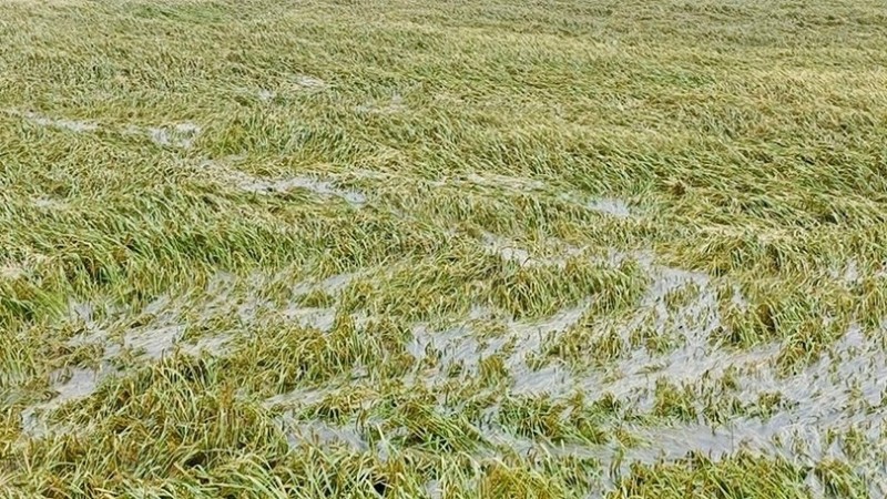 diện tích ngập úng toàn thành phố lên tới 2.344,6 ha diện tích ngập úng toàn thành phố lên tới 2.344,6 ha