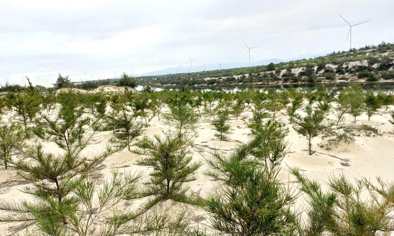 The project aims to plant native tree species to restore degraded natural sand forests in coastal areas, contributing to biodiversity enhancement. (Photo: Van Minh/baoquangbinh.vn) The project aims to plant native tree species to restore degraded natural sand forests in coastal areas, contributing to biodiversity enhancement. (Photo: Van Minh/baoquangbinh.vn)