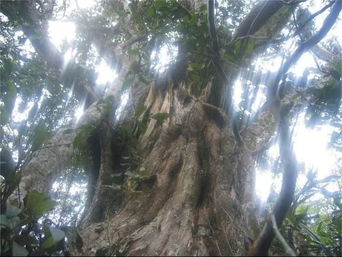 Many Calocedrus rupestris trees estimated to be around 500 years old. (Photo: Phong Nha-Ke Bang National Park)
