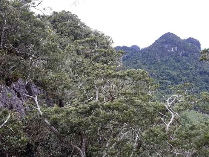 Within the core zone of Phong Nha-Ke Bang National Park lies a pristine Calocedrus macrolepis forest covering more than 3,000 hectares. (Photo: Phong Nha-Ke Bang National Park)