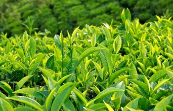 A Morning Beverage That Helps Control Blood Pressure and Prevent Cancer