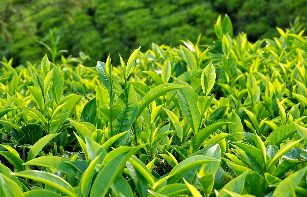 Why You Should Drink Green Tea Every Day? Why You Should Drink Green Tea Every Day?