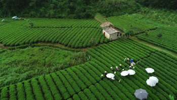 Reasons Behind Breakthrough Value of “Trà Xanh Không Độ”