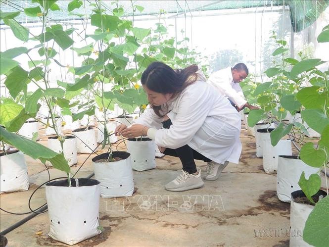 Hệ thống tưới nhỏ giọt do Israel tài trợ tại Đại học Nông lâm Thái Nguyên (10/2020). Ảnh minh họa: Trần Trang/TTXVN Hệ thống tưới nhỏ giọt do Israel tài trợ tại Đại học Nông lâm Thái Nguyên (10/2020). Ảnh minh họa: Trần Trang/TTXVN