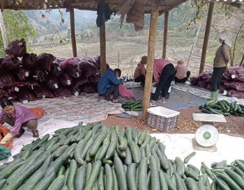 Phát triển nông nghiệp bền vững – chìa khóa giảm nghèo ở xã Mường Chà